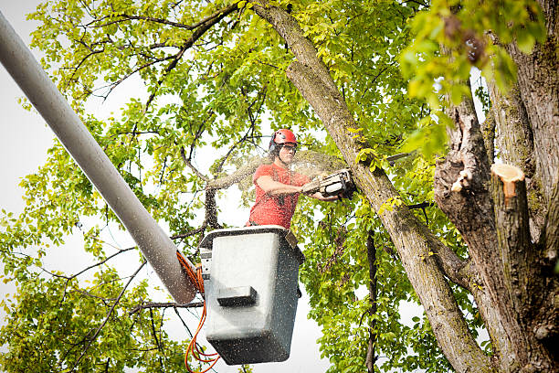 Best Tree Cabling and Bracing  in Lake Lotawana, MO