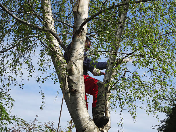 Best Tree Maintenance Programs  in Lake Lotawana, MO