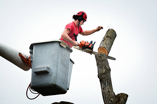 Trusted Lake Lotawana, MO Tree Removal Services Experts