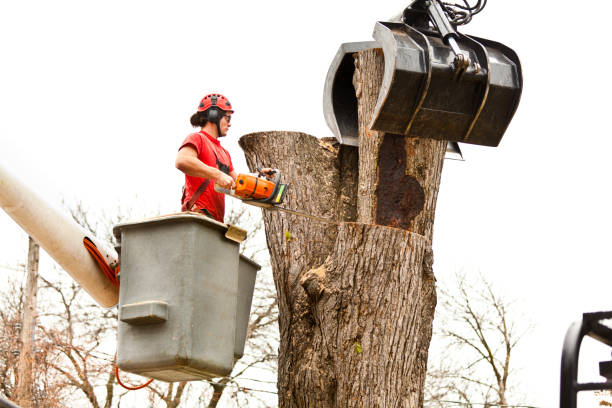 Best Arborist Consultation Services  in Lake Lotawana, MO