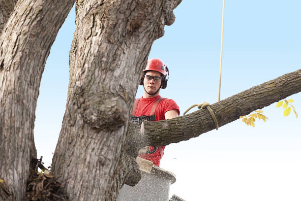 Best Fruit Tree Pruning  in Lake Lotawana, MO